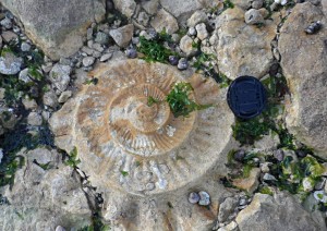 ammonite de l'Oxfordien