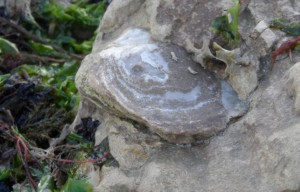 Exemple de fosssile de l'Oxfordien