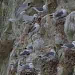 Mouettes tridactyles